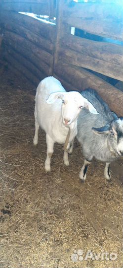 Козочки молодые зааненские