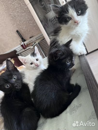 Кошки в добрые руки