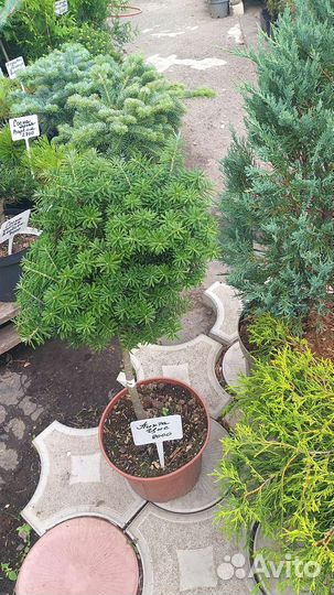 Красивые хвойные