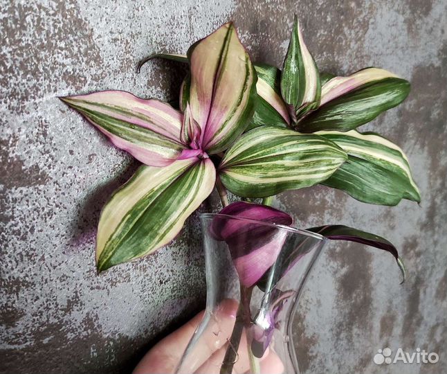 Традесканции сортовые 1