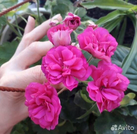 Пеларгонии сортовые