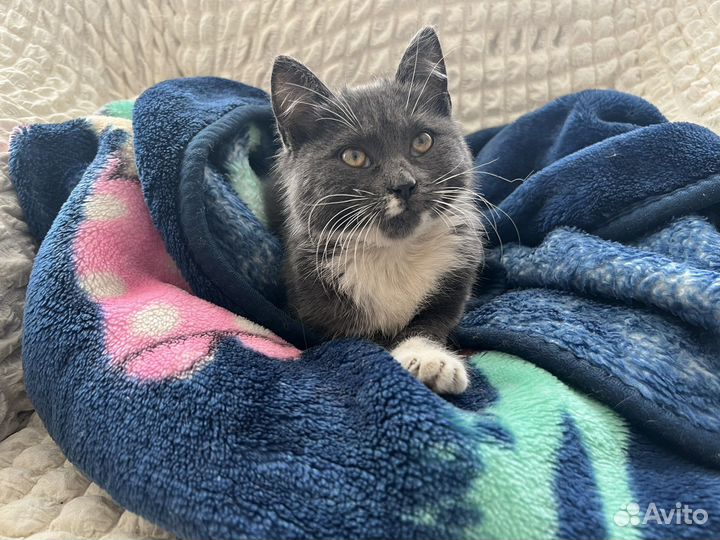 Котенок