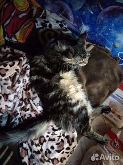 Кот мейн-кун