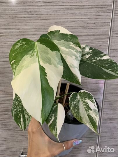 Монстера Альба