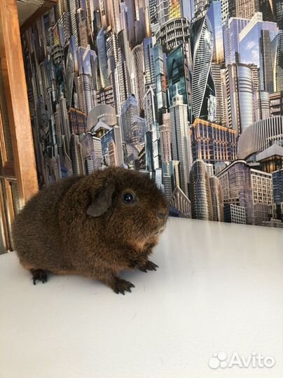 Морские свинки