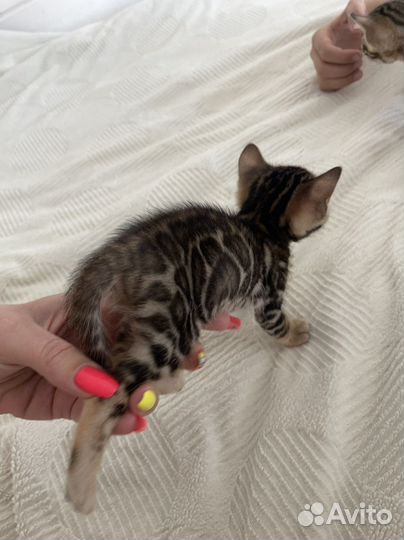 Бенгальский котёнок