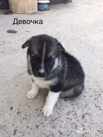 Щенки хаски бесплатно