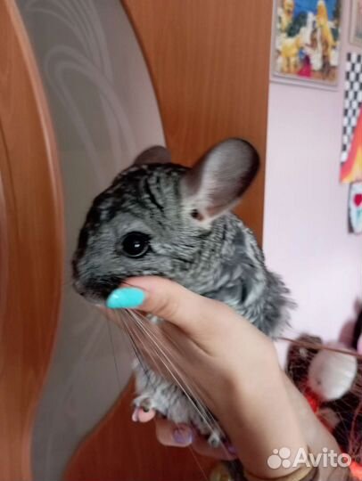 Шиншиллы