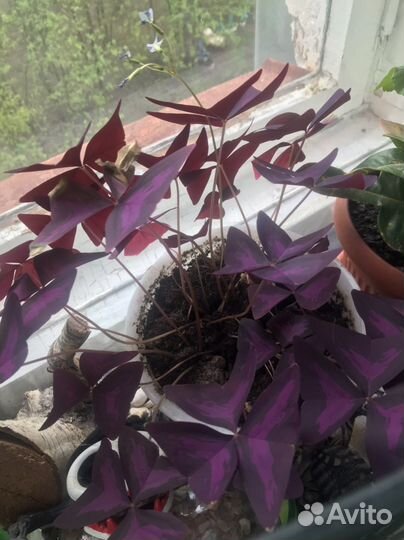 Кислица бабочки