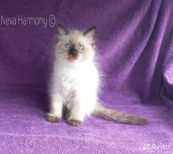 Сибирский котенок