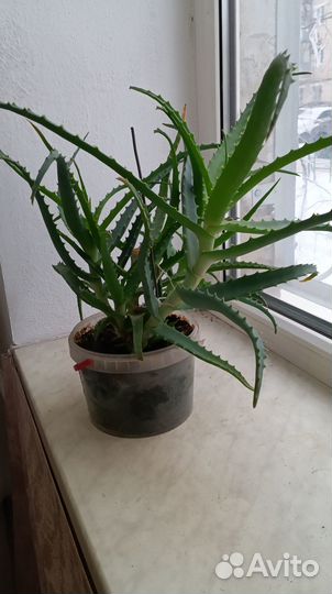 Алоэ Вера лечебный