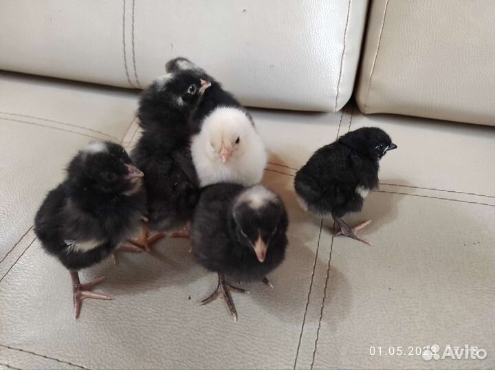 Цыплята суточные и старше - несушки