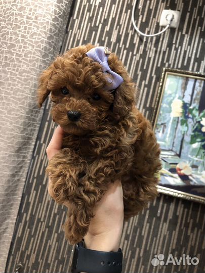 Плюшевые Тэдди детки Китай