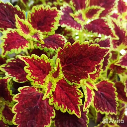 Колеус на срез. Несколько сортов