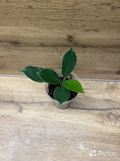 Фикус микрокарпа