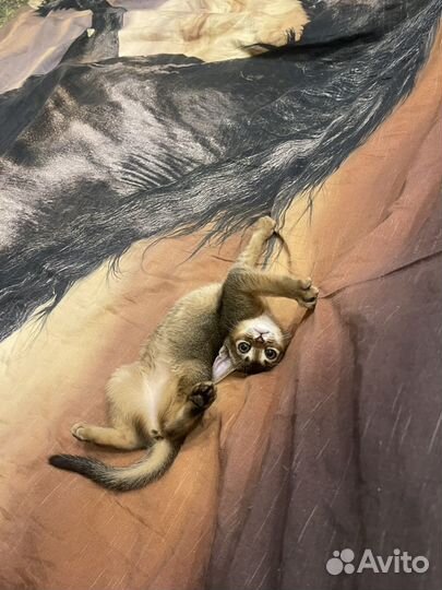 Абиссинская