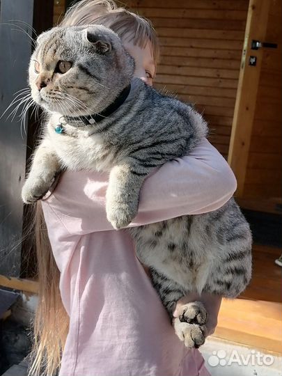 Вязка кот вислоухий