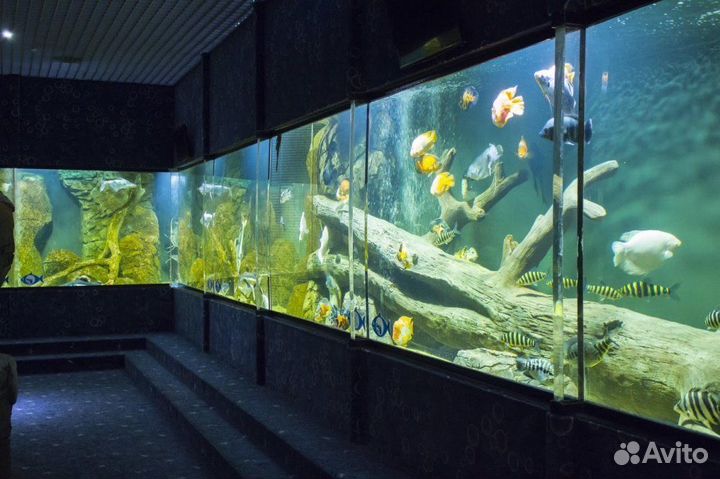 Купон/билет в казанский океанариум