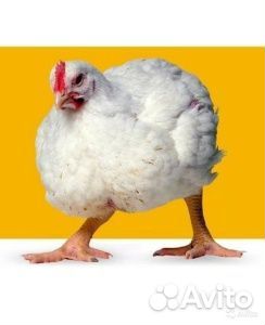 Бройлеры 1.5-1.7 кг