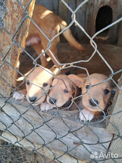 Щенки русской гончей