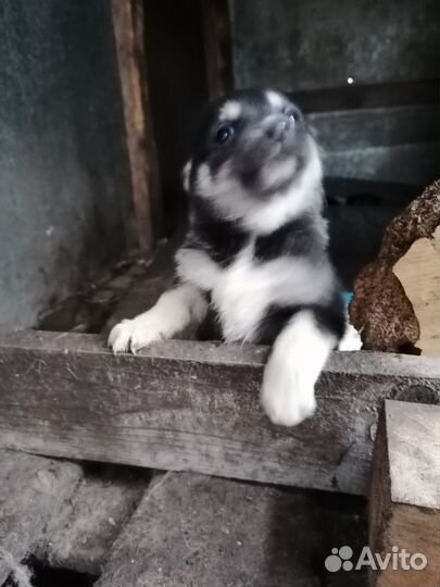 Малышка ищет дом