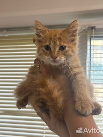 Рыжая кошечка