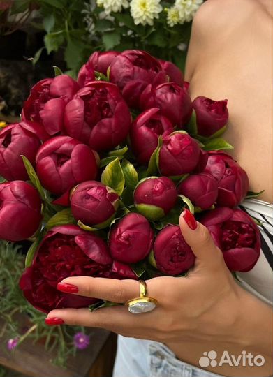 Пионы букет