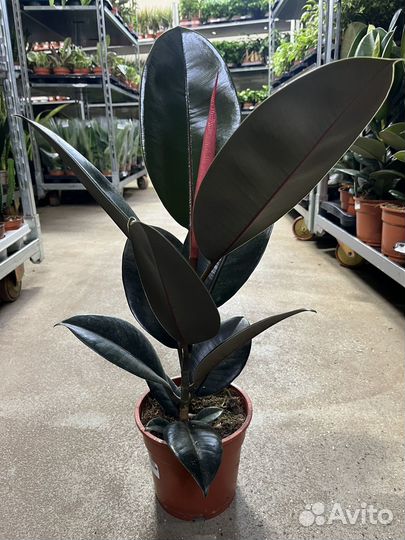 Фикус Абиджан, Робуста