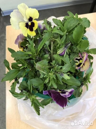 Виола цветы