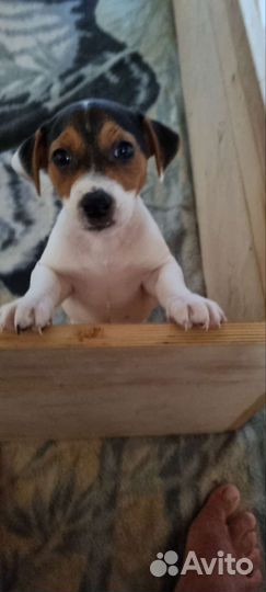 Щенок джек рассел терьер гладкошорсные