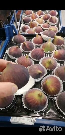 Чёрная бурса