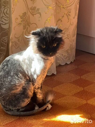 Вислоухий шотландец в добрые руки