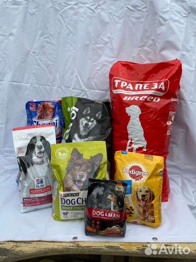 Собаки ждут прогулок