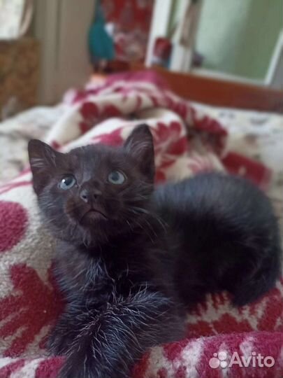 Кошка в дар