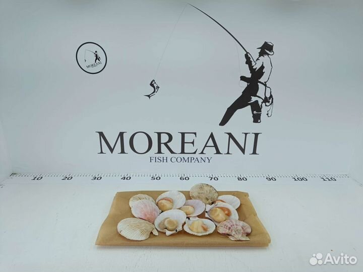 Морской гребешок на полустворке, Россия