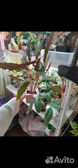 Комнатные растения