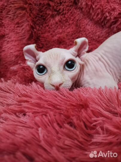 Двельф кошка Канадский сфинкс