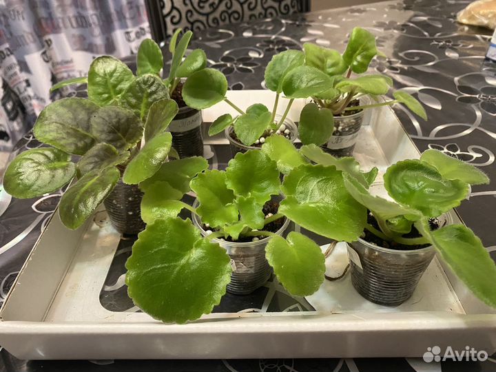 Детки сортовых фиалок