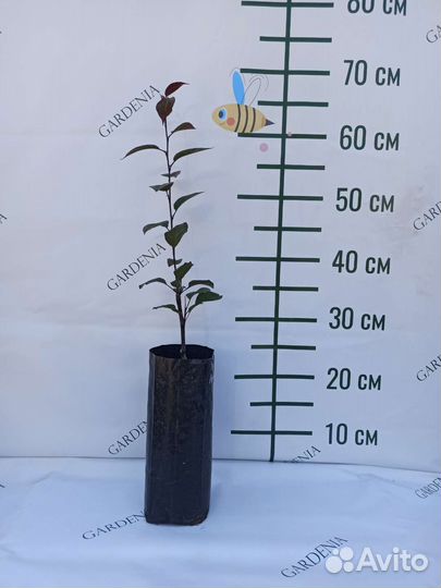 Яблони декоративные Роялти и Малиновка