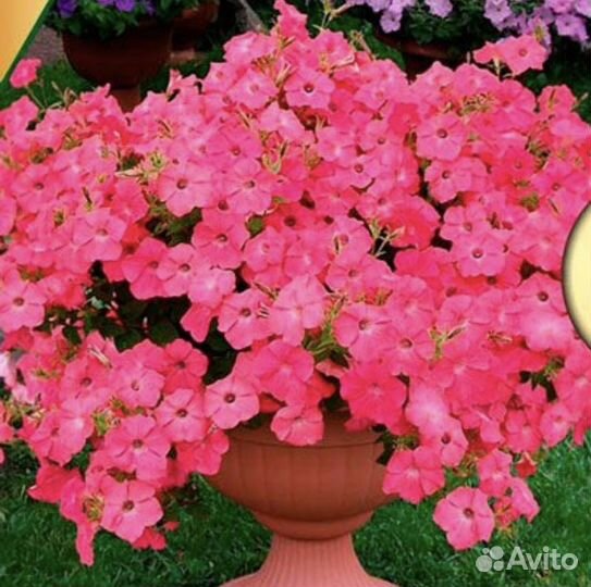 Петуния тайдалы