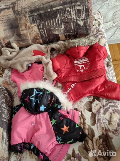 Одежда для собак мелких пород пакетом