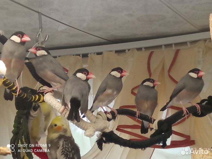 Корелла, рисовые амадины