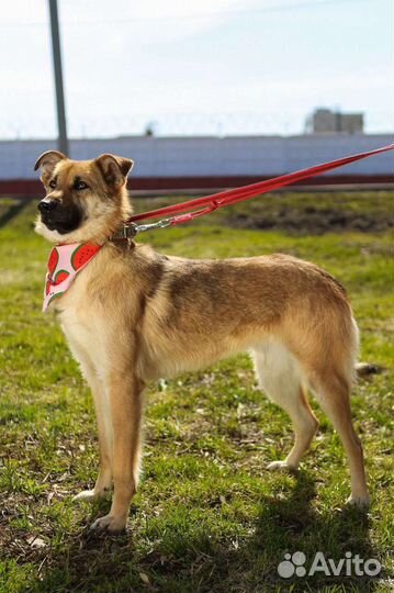 Сказочная Винки ищет дом