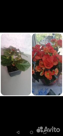 Бегония беллекония, Элатиор