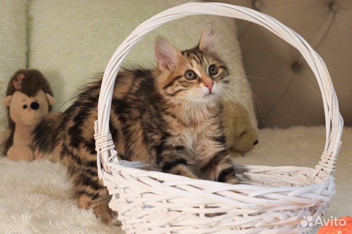 Курильский бобтейл котята