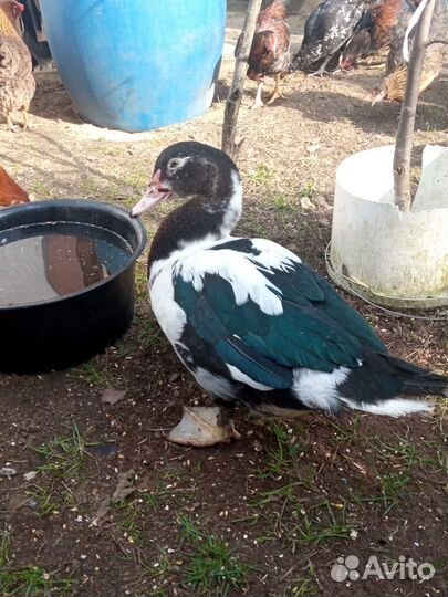 Продам молодых мальчиков индоутаки селезней