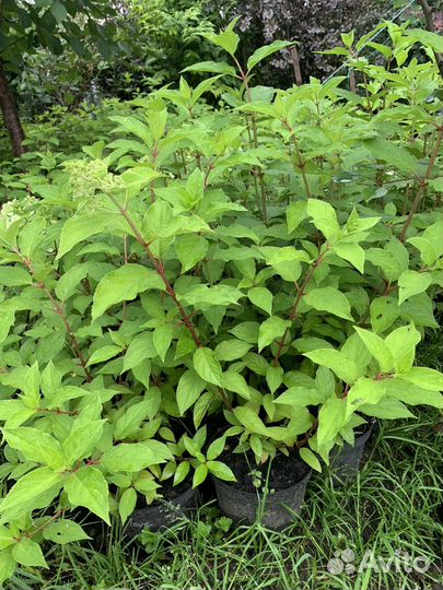 Гортензия метельчатая 35 сортов пересыл по РФ