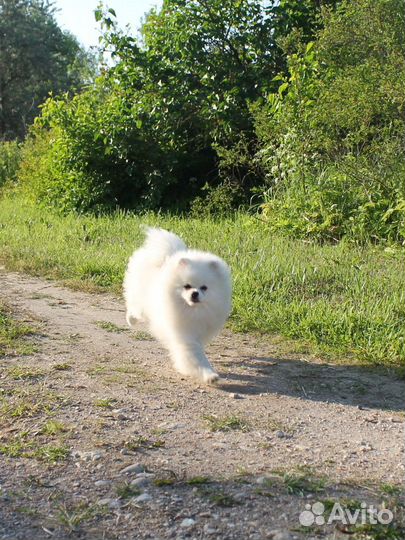 Немецкий белый шпиц