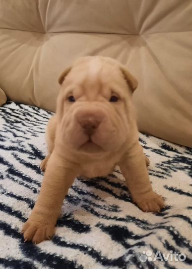 Щенки Шарпей