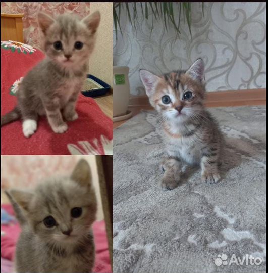 Отдам котят полукровок